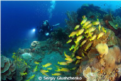 Yellow fishes. Raja Ampat. by Sergiy Glushchenko 